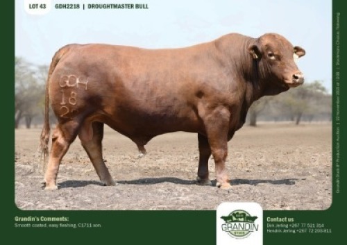 1 X DROUGHTMASTER BULL GRANDIN STUDS