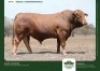 1 X DROUGHTMASTER BULL GRANDIN STUDS