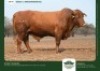 1 X DROUGHTMASTER BULL GRANDIN STUDS