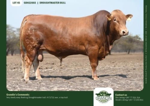 1 X DROUGHTMASTER BULL GRANDIN STUDS