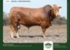 1 X DROUGHTMASTER BULL GRANDIN STUDS