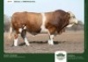 1 X SIMMENTALER BULL GRANDIN STUDS