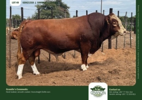 1 X SIMMENTALER BULL GRANDIN STUDS