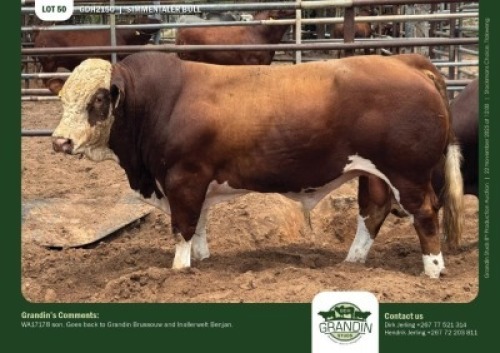 1 X SIMMENTALER BULL GRANDIN STUDS
