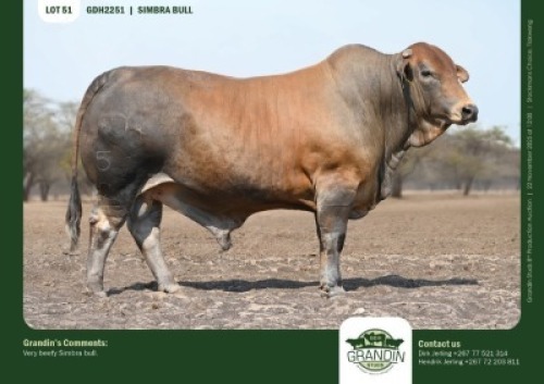 1 X SIMBRA BULL GRANDIN STUDS