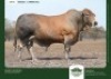 1 X SIMBRA BULL GRANDIN STUDS