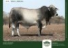 1 X SIMBRA BULL GRANDIN STUDS