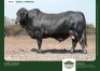 1 X SIMBRA BULL GRANDIN STUDS