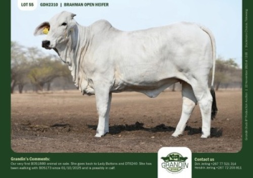 1 X GREY BRAHMAN HEIFER GRANDIN STUDS