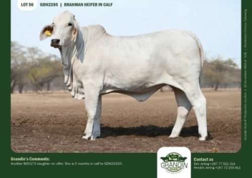 1 X GREY BRAHMAN HEIFER GRANDIN STUDS