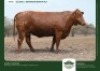 1 X BEEFMASTER HEIFER GRANDIN STUDS