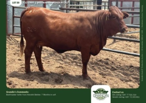 1 X BEEFMASTER HEIFER GRANDIN STUDS