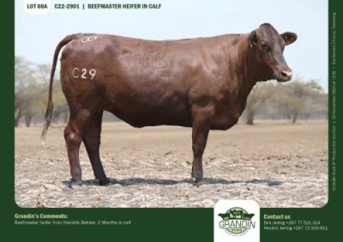 1 X BEEFMASTER HEIFER GRANDIN STUDS