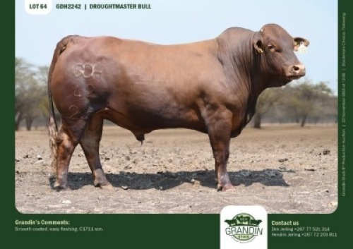 1 X DROUGHTMASTER BULL GRANDIN STUDS