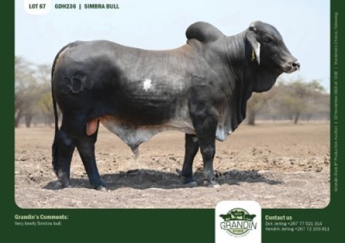 1 X SIMBRA BULL GRANDIN STUDS