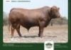 1 X DROUGHTMASTER BULL GRANDIN STUDS
