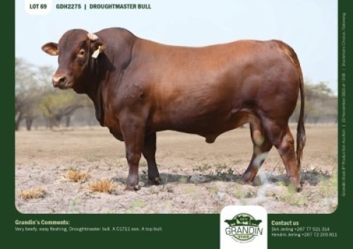 1 X DROUGHTMASTER BULL GRANDIN STUDS
