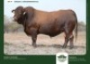 1 X DROUGHTMASTER BULL GRANDIN STUDS