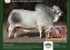 10 X GREY BRAHMAN SEMEN GRANDIN STUDS (Per item to take the lot)