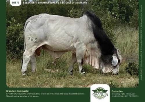 10 X GREY BRAHMAN SEMEN GRANDIN STUDS (Per item to take the lot)