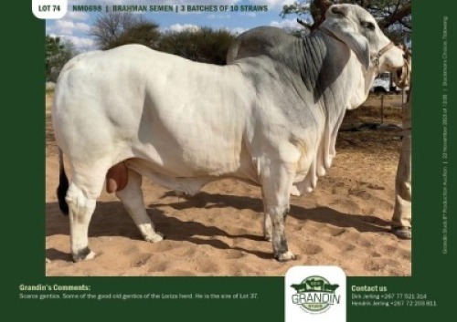 10 X GREY BRAHMAN SEMEN GRANDIN STUDS (Per item to take the lot)