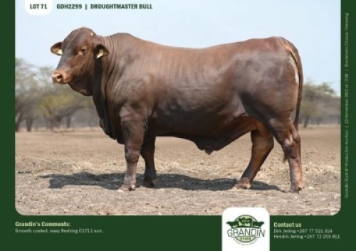 1 X DROUGHTMASTER BULL GRANDIN STUDS