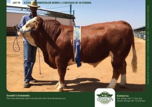 10 X SIMMENTALER SEMEN GRANDIN STUDS (Per item to take the lot)