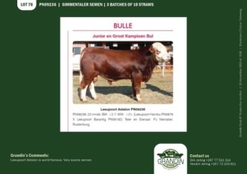 10 X SIMMENTALER SEMEN GRANDIN STUDS (Per item to take the lot)