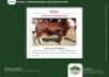 10 X SIMMENTALER SEMEN GRANDIN STUDS (Per item to take the lot)