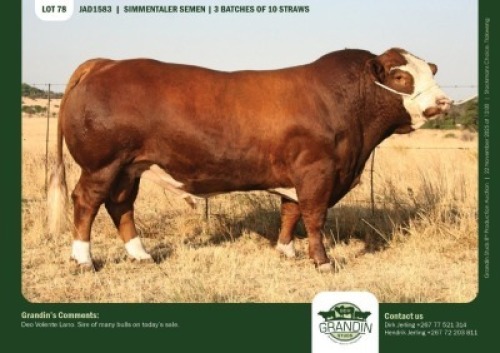10 X SIMMENTALER SEMEN GRANDIN STUDS (Per item to take the lot)