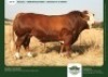 10 X SIMMENTALER SEMEN GRANDIN STUDS (Per item to take the lot)