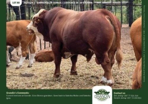 10 X SIMMENTALER SEMEN GRANDIN STUDS (Per item to take the lot)