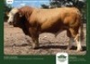 10 X SIMMENTALER SEMEN GRANDIN STUDS (Per item to take the lot)