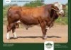 10 X SIMMENTALER SEMEN GRANDIN STUDS (Per item to take the lot)