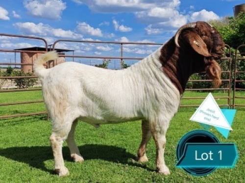 1 X BOER GOAT FLOCK ON TEAT BUCK Lukas Burger Boerbok Stoet