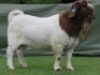 1 X BOER GOAT STUD BUCK Shongololo Boerbok Stoet 1563 - 2