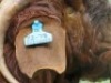 1 X BOER GOAT STUD BUCK Shongololo Boerbok Stoet 1563 - 3
