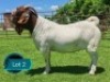 1 X BOER GOAT STUD BUCK Lukas Burger Boerbok Stoet