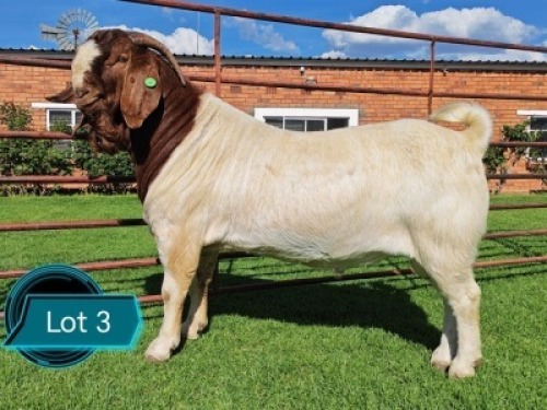 1 X BOER GOAT FLOCK ON TEAT BUCK Lukas Burger Boerbok Stoet