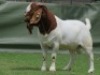 1 X BOER GOAT FLOCK BUCK Shongololo Boerbok Stoet 1563 - 2