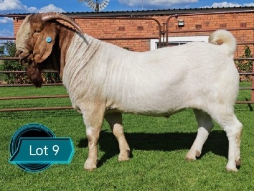 1 X BOER GOAT STUD BUCK Lukas Burger Boerbok Stoet