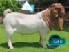 1 X BOER GOAT STUD BUCK Lukas Burger Boerbok Stoet