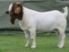 1 X BOER GOAT STUD BUCK Shongololo Boerbok Stoet 1563 - 2