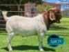 1 X BOER GOAT STUD BUCK Lukas Burger Boerbok Stoet