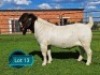 1 X BOER GOAT FLOCK ON COLOUR BUCK Lukas Burger Boerbok Stoet