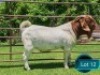 1 X BOER GOAT FLOCK BUCK Lukas Burger Boerbok Stoet