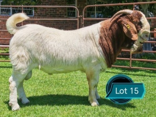 1 X BOER GOAT FLOCK BUCK Lukas Burger Boerbok Stoet