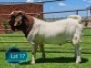 1 X BOER GOAT STUD BUCK Lukas Burger Boerbok Stoet