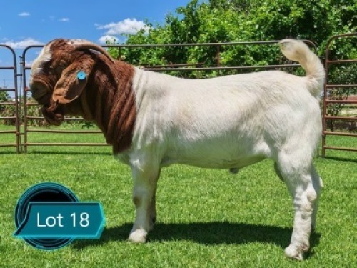 1 X BOER GOAT STUD BUCK Lukas Burger Boerbok Stoet