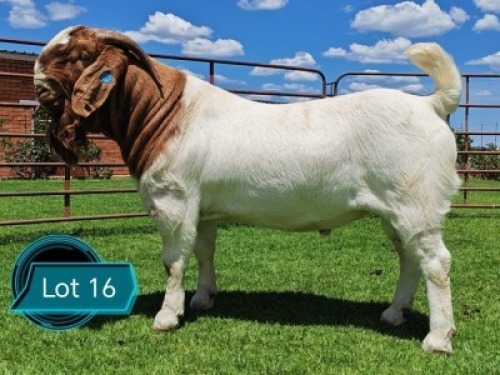 1 X BOER GOAT STUD BUCK Lukas Burger Boerbok Stoet